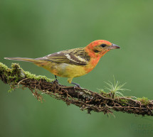 Climate Change Impacts Forests in Argentina: Birds Preyed on by Parasites