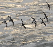 Seabirds are Indicator Species for Climate Change