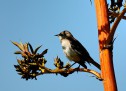CEPF grant to bring hunting in Lebanon under control