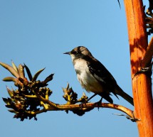 CEPF grant to bring hunting in Lebanon under control