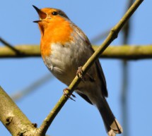 Heavy metal songs: Contaminated songbirds sing the wrong tunes