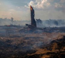 Deforested parts of Amazon ’emitting more CO2 than they absorb’